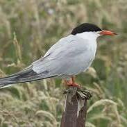 Team Page: Tern It Up!